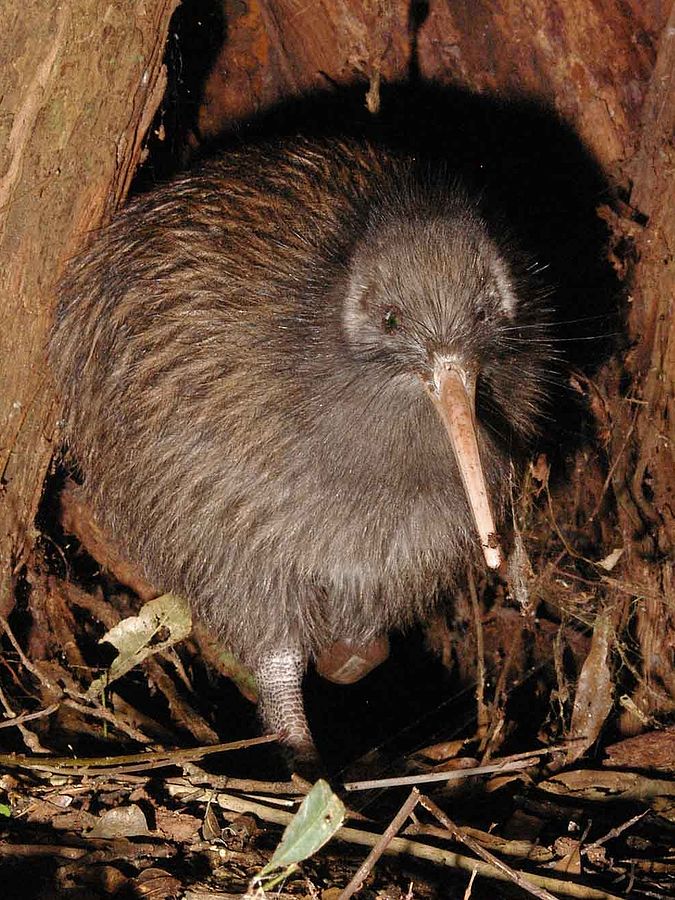 2 kiwi birds are rare bright spot in grim extinction report