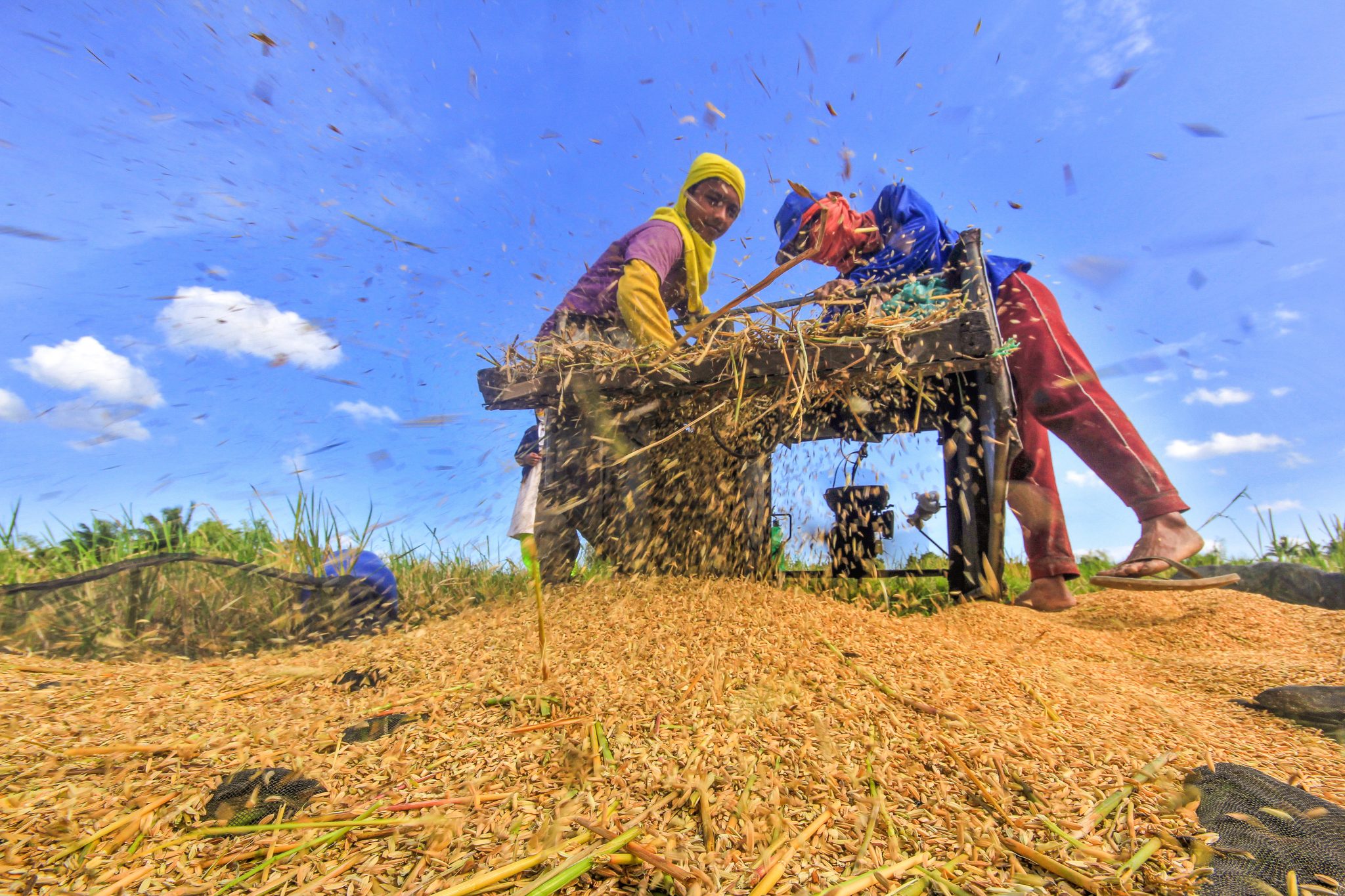 da-distributes-1-7m-bags-of-rice-seeds-under-rcef-philippine-canadian