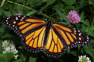 Female Monarch butterfly (Wikipedia photo)