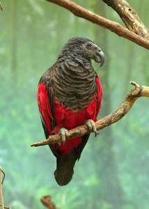 Pesquets-Parrot