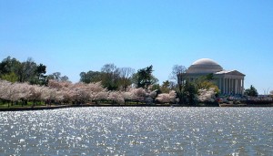 2010 National Cherry Blossom Festival (Wikipedia photo)