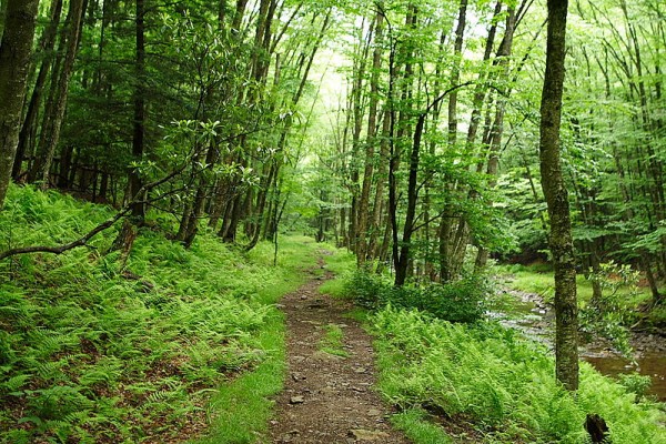 Seneca Hiking Trail by Forest Wonder/ CC BY-SA 3.0 US (Wikimedia)