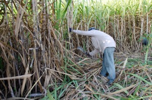 Sugarcane farmer. ShutterStock image