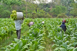 Tobacco farmers. ShutterStock image