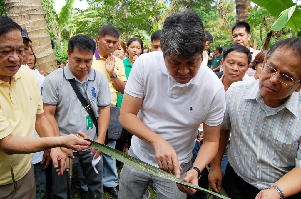 Secretary Francis "Kiko" Pangilinan, Presidential Assistant for Food Security and Agricultural Modernization, shows the effect of the coco infestation "Aspidiotus Rigidus" to coconut trees at the sidelines of the launching of "Sama-samang Aksyon ng Gobyerno, Industriya at Pamayanan sa Malawakang Pagsugpo ng Pesteng Cocolisap" (SAGIP) program on Friday (June 20) at Barangay Potol, Tayabas, Quezon. (PNA photo by Gil S. Calinga) 