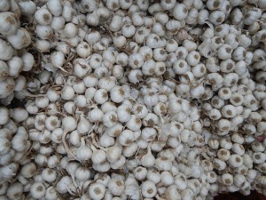 Garlic from a recent harvest in Santa Rosa, Nueva Ecija. Ramon F. Velasquez / Wikipedia photo