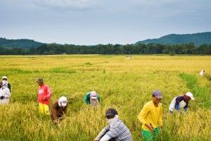 Rice farmers in Batangas. Daniel Zuckerkandel / Shutterstock