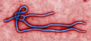 Electron micrograph of an Ebola virus virion. Image from CDC/Cynthia Goldsmith / Public Health Image Library / Wikimedia Commons.