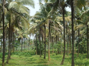 Coconut Farm (Ranjithsiji / Wikipedia)