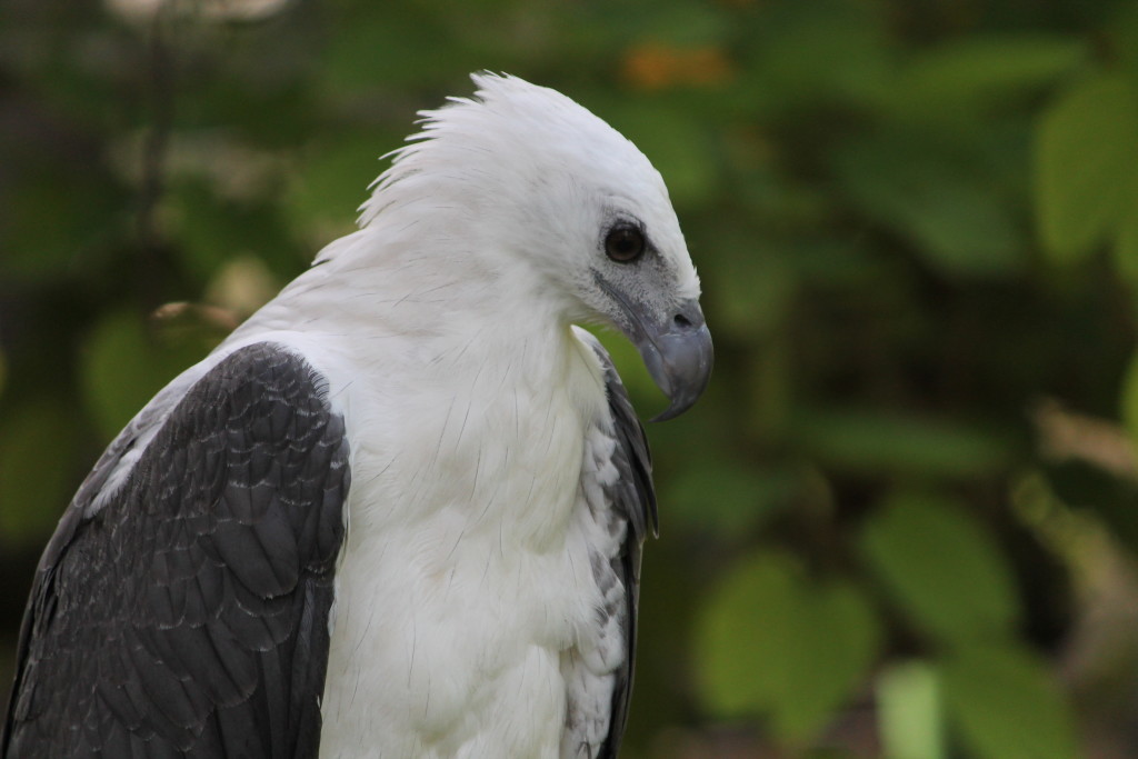 One of the many species of Eagles at the Philippine Eagle Center in Davao (Photo by Yobic Arceta)