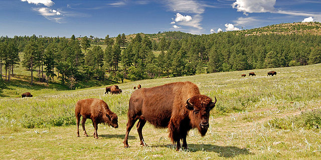 Bison - Custer State Park. SD. USA (Photo By Guimir - Own work, Public Domain)