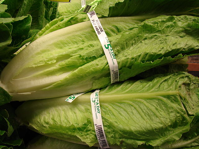 Lactuca sativa (Romaine variety). Location: Maui, Foodland Pukalani (Photo By Forest & Kim Starr, CC BY 3.0)