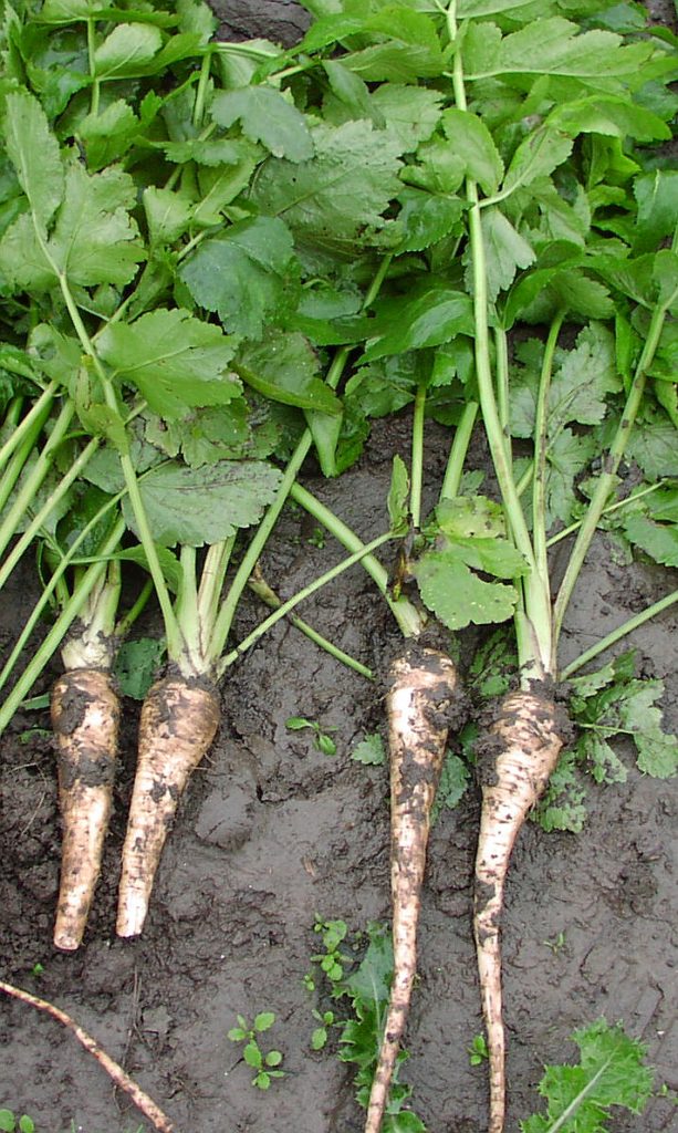 Charlotte Murphy says she developed painful blisters overnight after brushing against poison parsnip. Murphy says the blisters got so bad she had to go to the hospital to see a burn specialist. (Photo By Goldlocki - Own work, CC BY-SA 3.0)