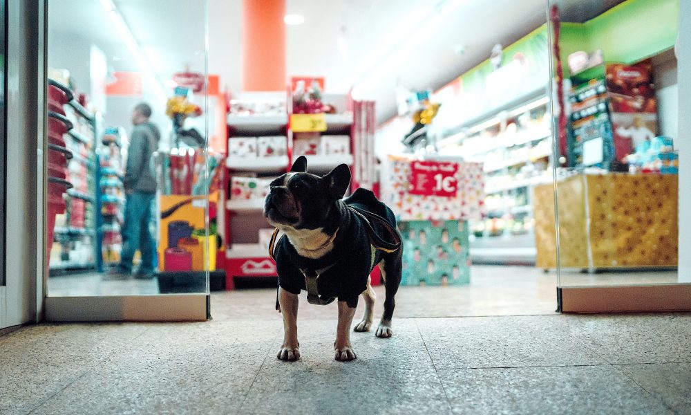 Black dog waling infront of a store