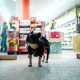 Black dog waling infront of a store