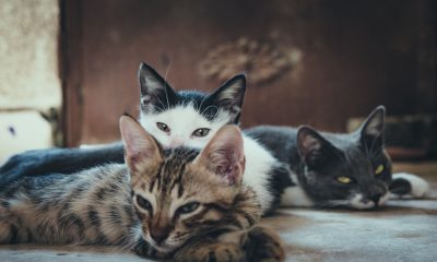 Three short-fur assorted-color cats