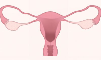 female reproductive system