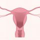 female reproductive system