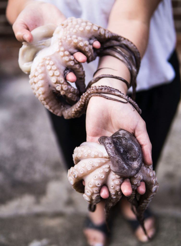 hand holding an octopus