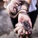 hand holding an octopus