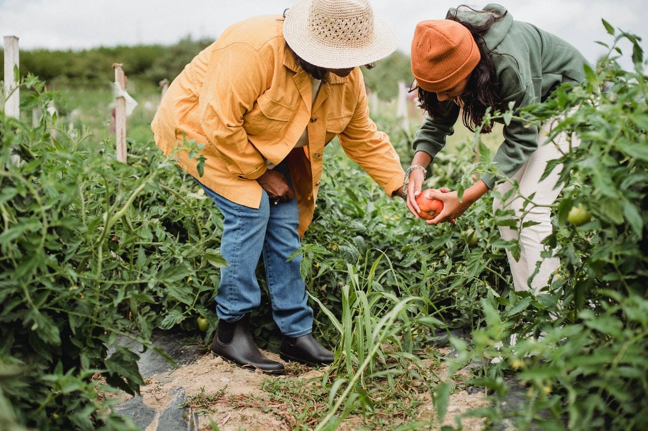 2 ladies planting