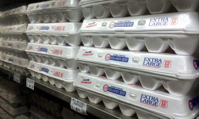 egg cartons displayed on a shelf