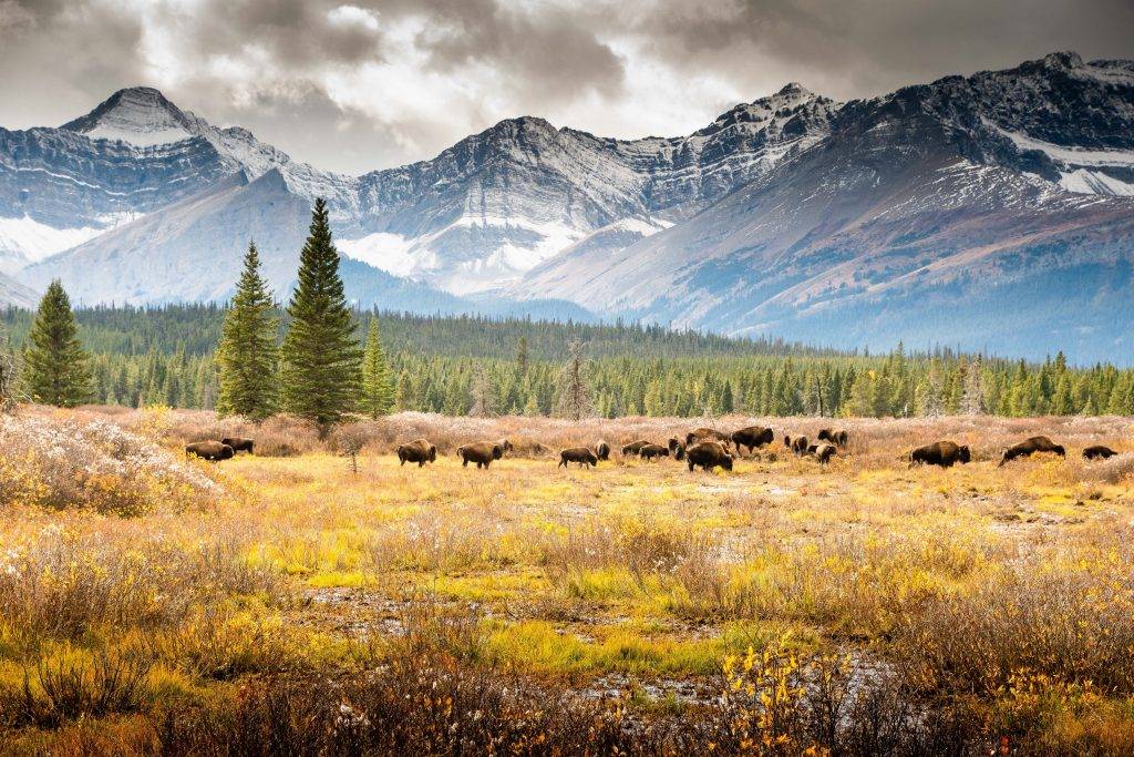 Banff Bison First Nations