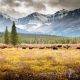 Banff Bison First Nations