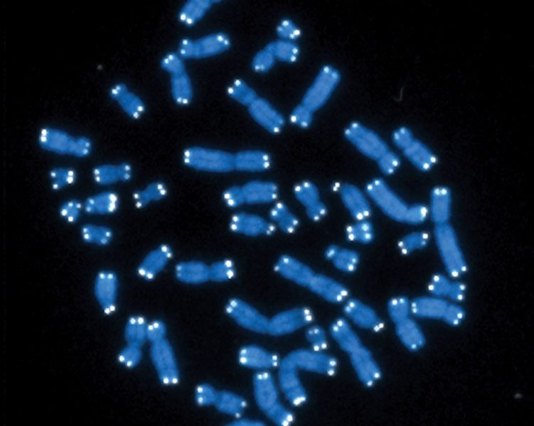 46 human chromosomes