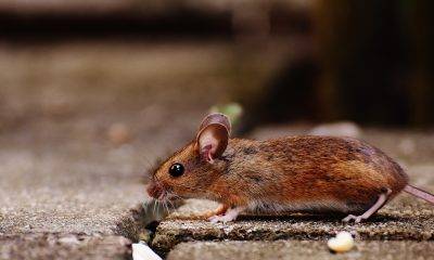 Brown mouse