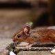 Brown mouse