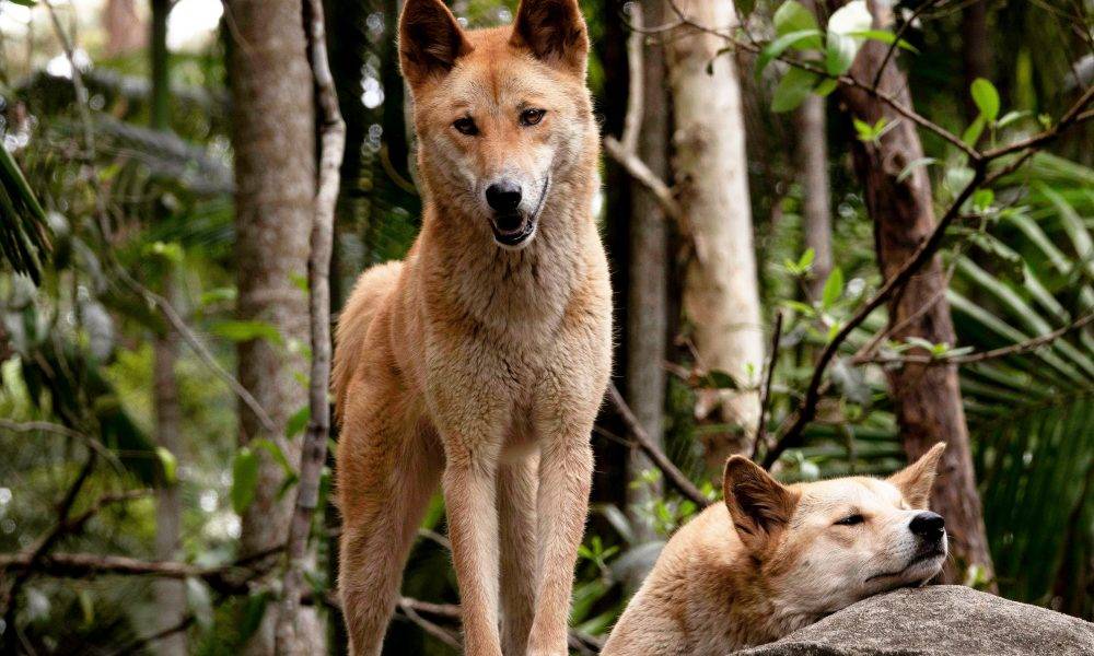 Dingoes