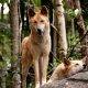 Dingoes