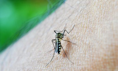 Mosquito on human skin