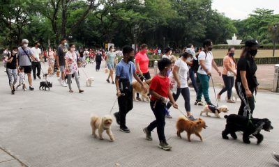People walking with dogs