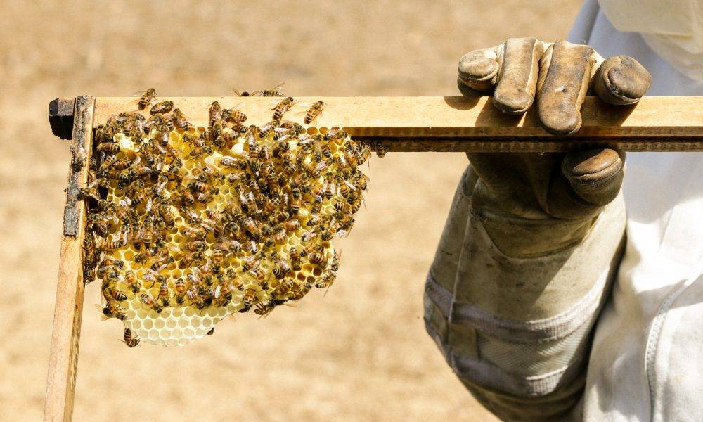 Person holding a beehive