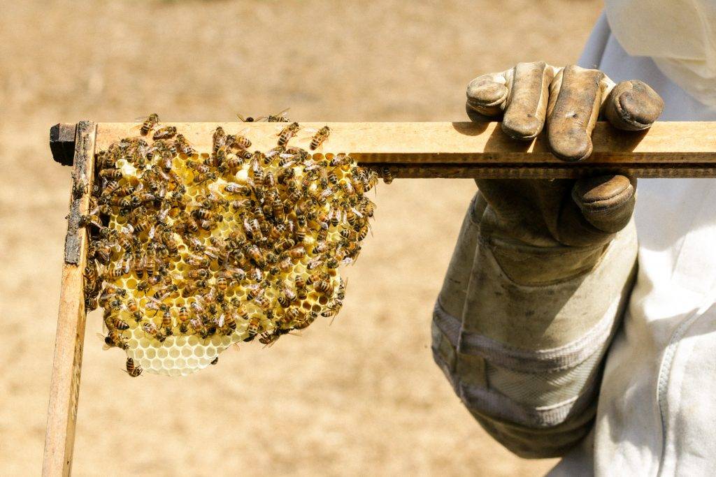 Person holding a beehive