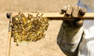 Person holding a beehive