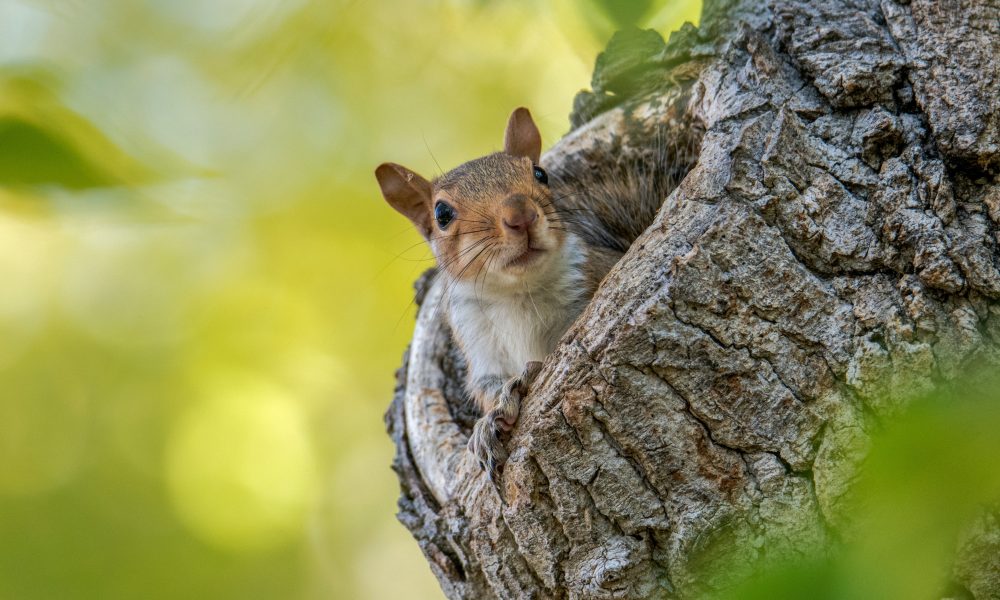 Squirrel in a tree