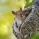 Squirrel in a tree