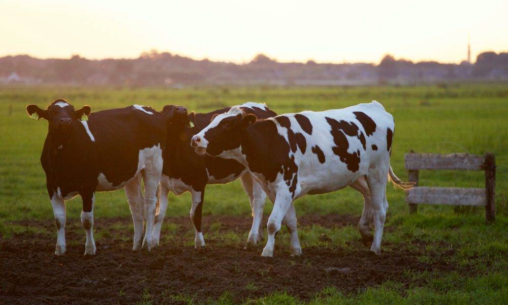 Three cattles