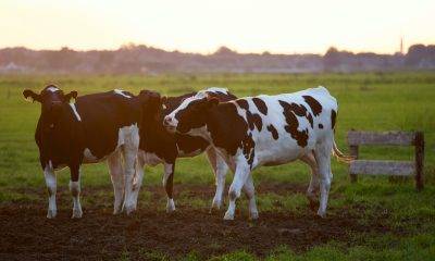 Three cattles
