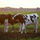 Three cattles