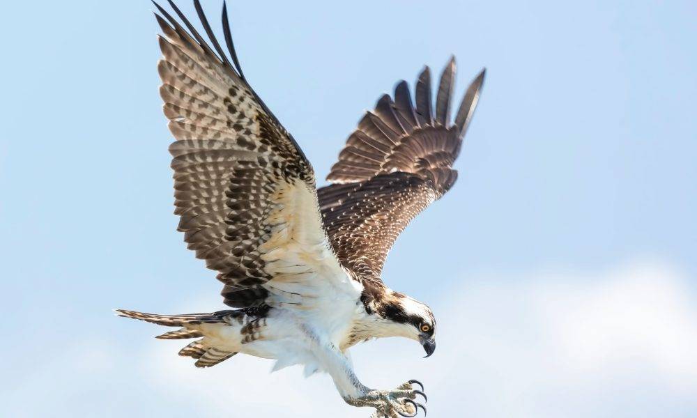 an osprey landing