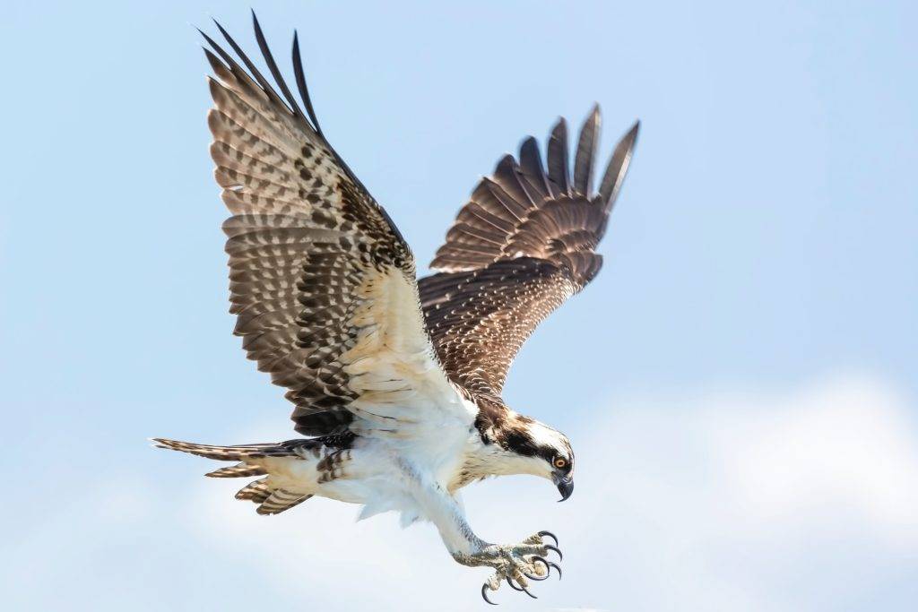 an osprey landing