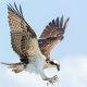 an osprey landing