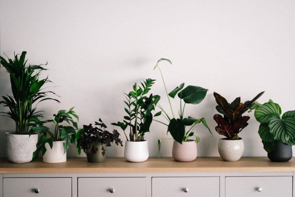 Plants in white ceramic pots