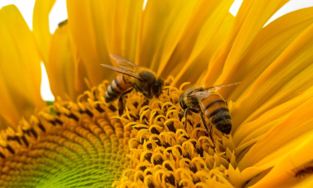 bee on a sunflower