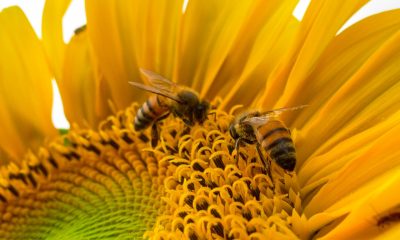 bee on a sunflower
