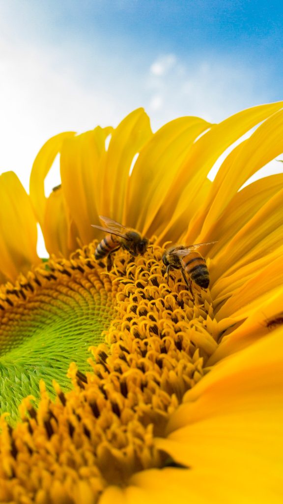 bee on a sunflower